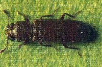 lyctus adulte