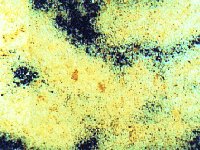vermoulure
